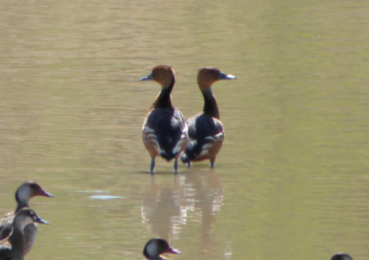 Fulvous Whistling-Duck - Pablo Hernan Capovilla