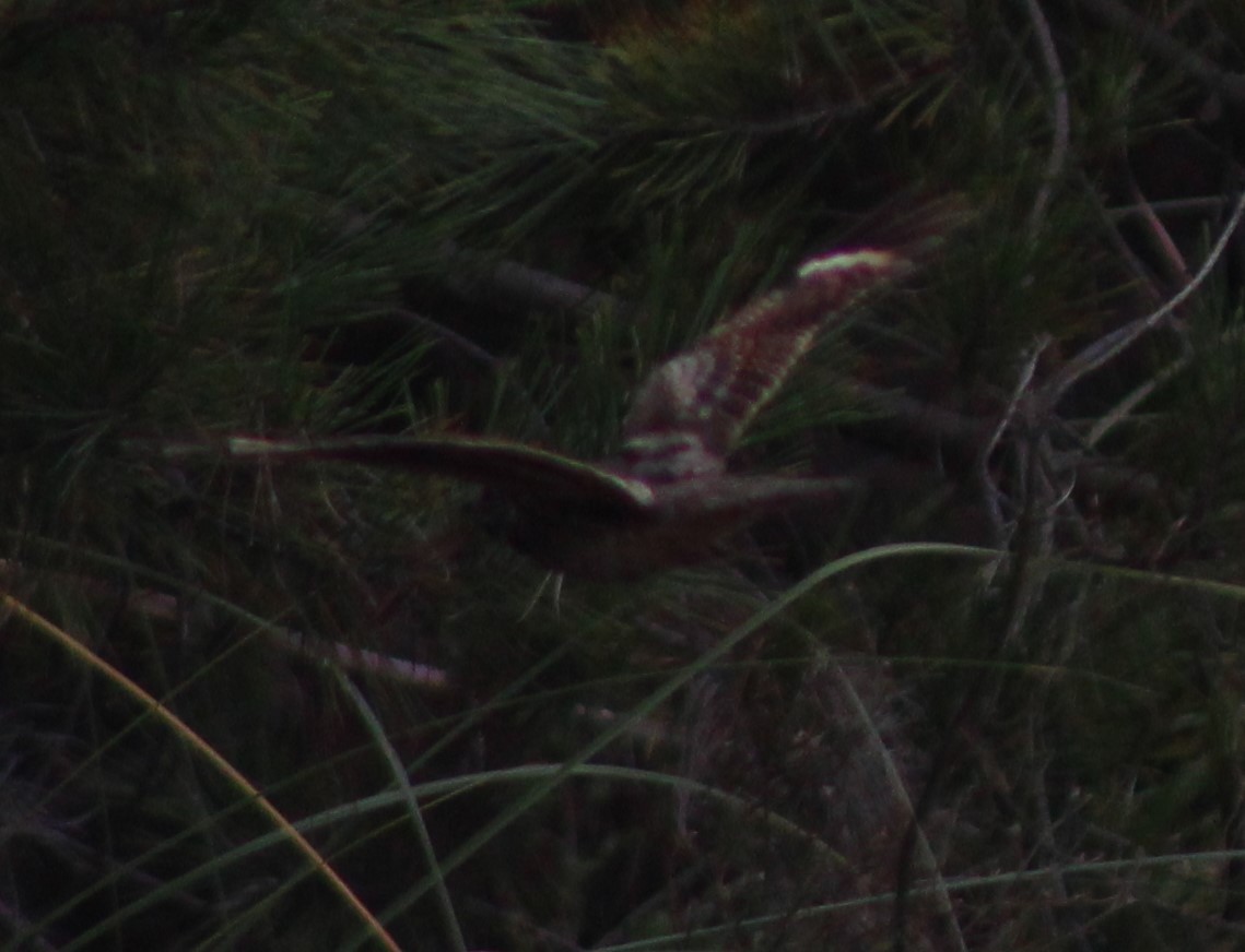 Band-winged Nightjar - Juan Casanova