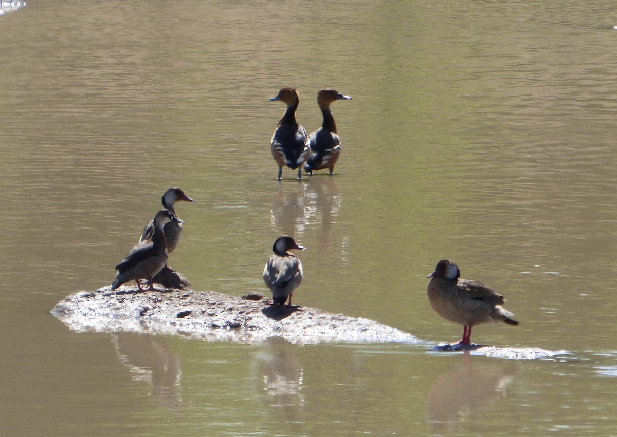 Brazilian Teal - Pablo Hernan Capovilla