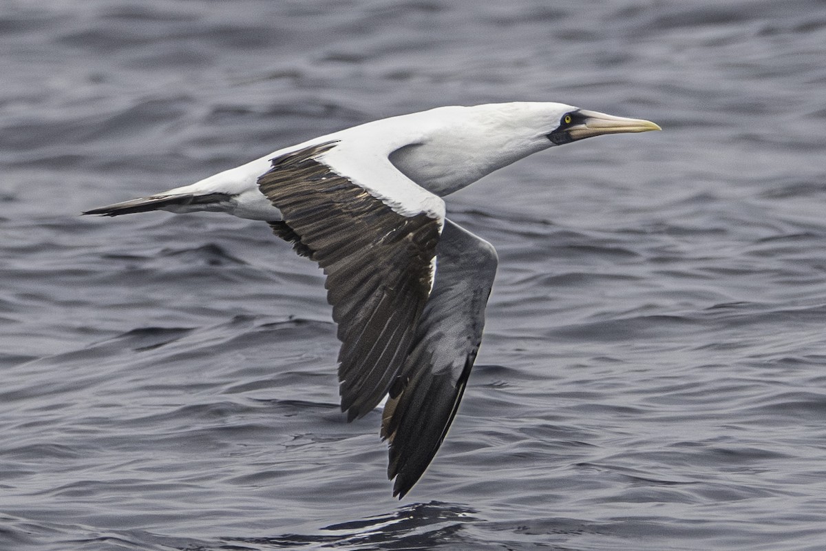 Nazca Booby - Van Pierszalowski