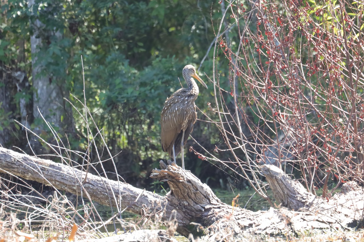 Limpkin - Marilyn Guidry