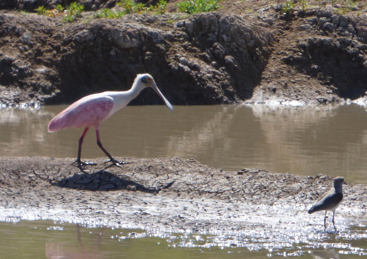 Espátula Rosada - ML609732483