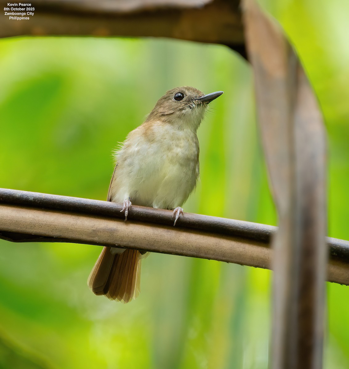 Chestnut-tailed Jungle Flycatcher (Philippine) - ML609732536