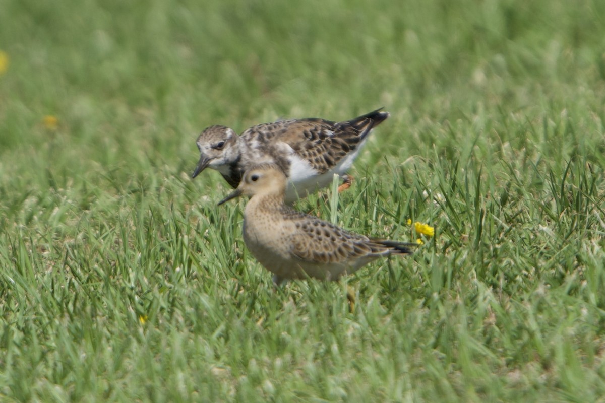 Buff-breasted Sandpiper - ML609732539