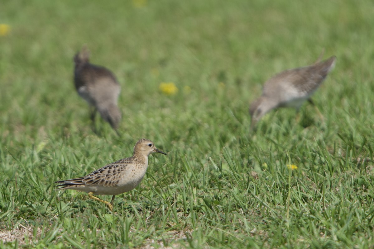 Buff-breasted Sandpiper - ML609732542