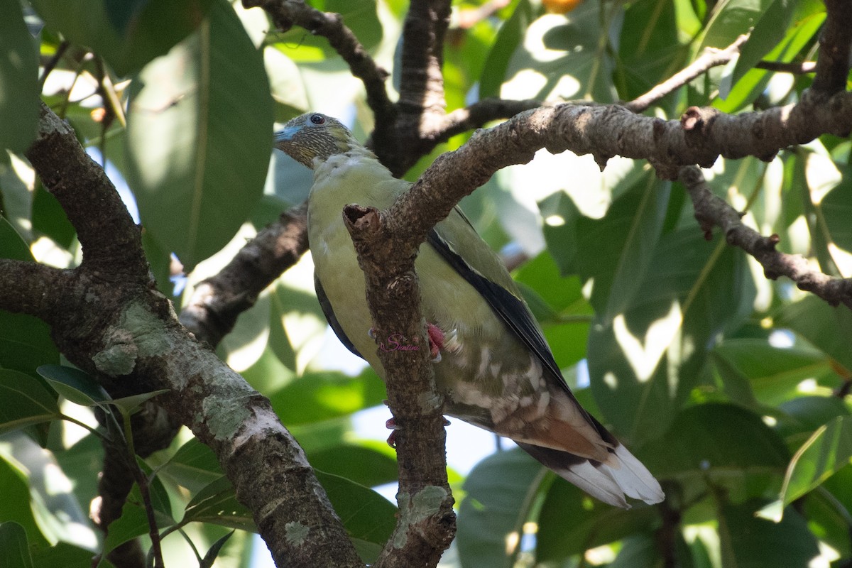 Wedge-tailed Green-Pigeon - Shalini Iyengar