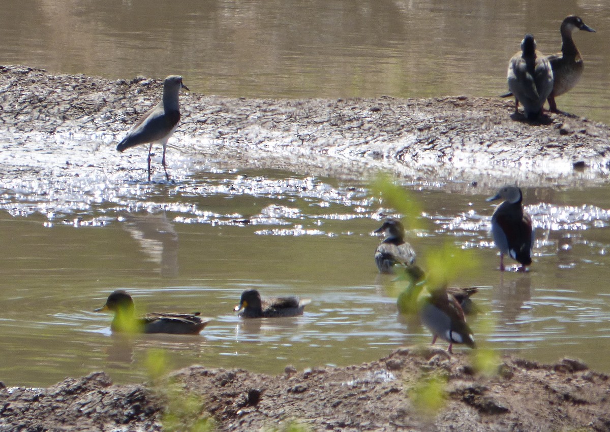 Yellow-billed Teal - ML609732586