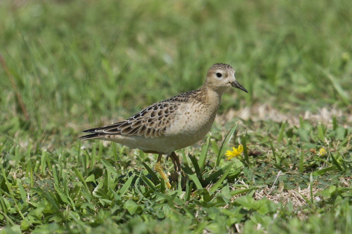 Buff-breasted Sandpiper - ML609732598