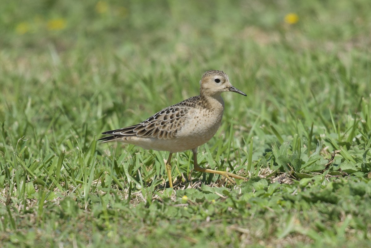 Buff-breasted Sandpiper - ML609732599