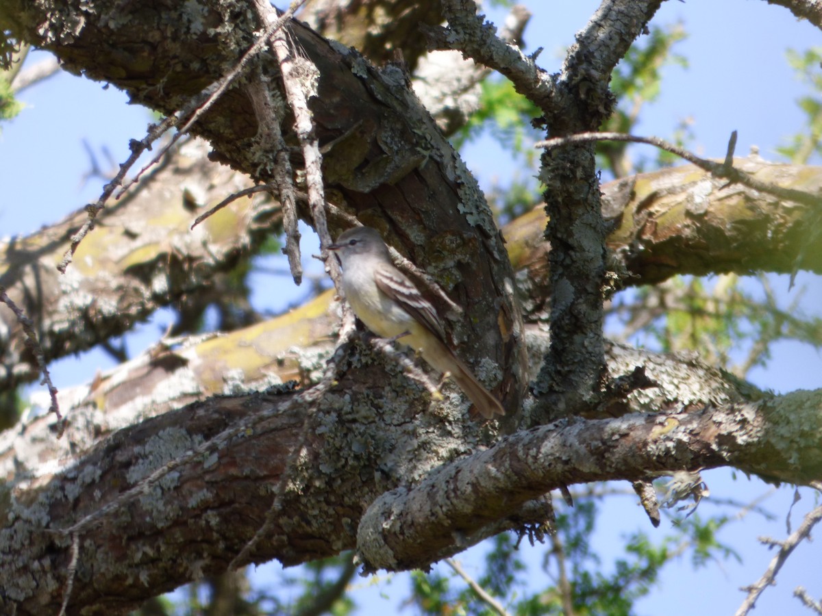 Southern Scrub-Flycatcher - ML609732605