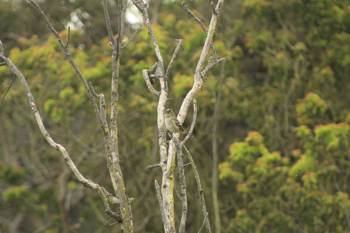 White-crested Elaenia - ML609732658