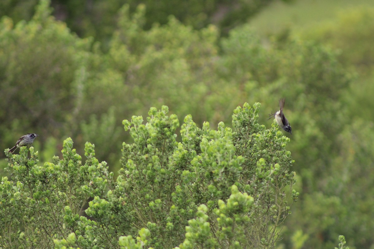 Tufted Tit-Tyrant - ML609732690