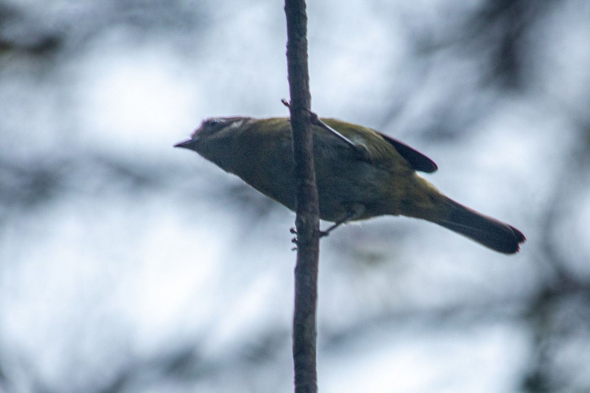 Common Chlorospingus - Francisco Russo