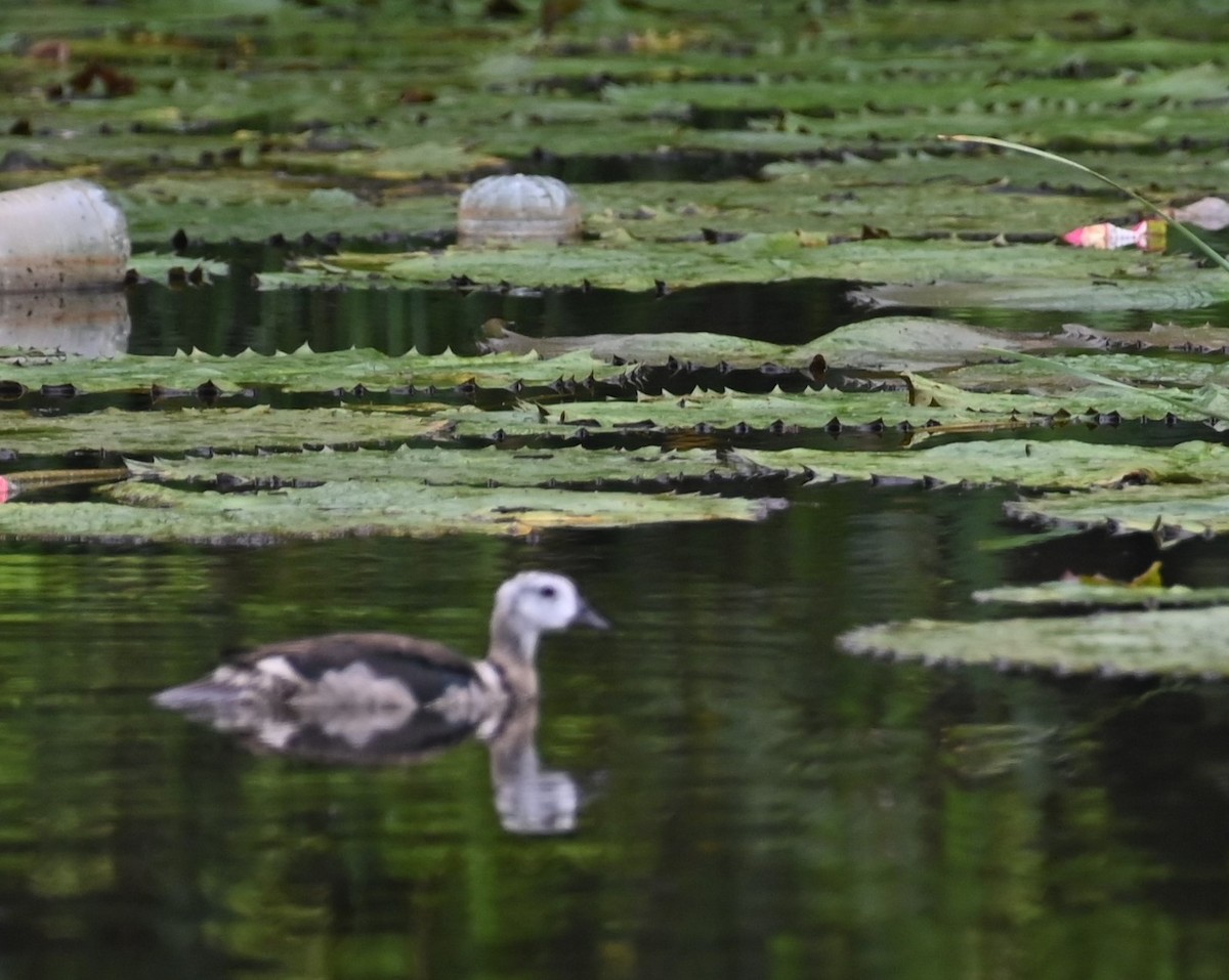 Cotton Pygmy-Goose - ML609732724