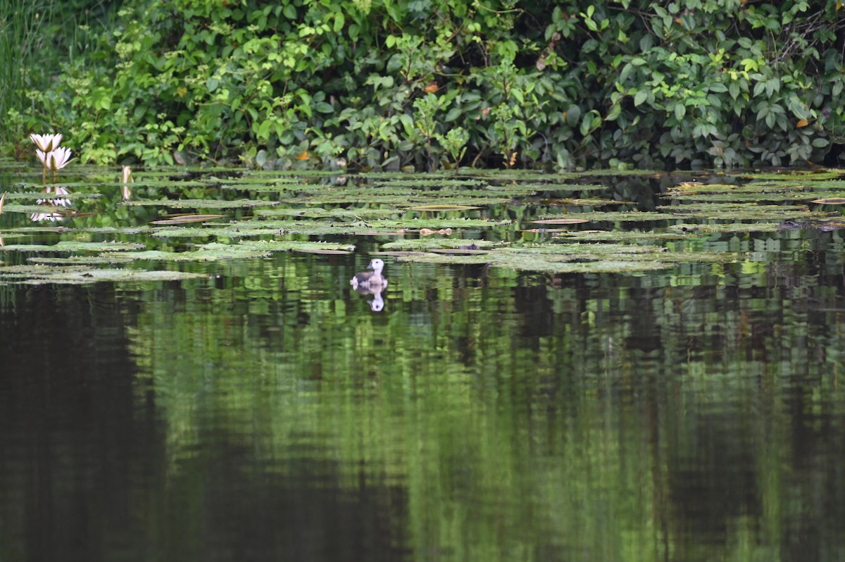 Cotton Pygmy-Goose - ML609732734