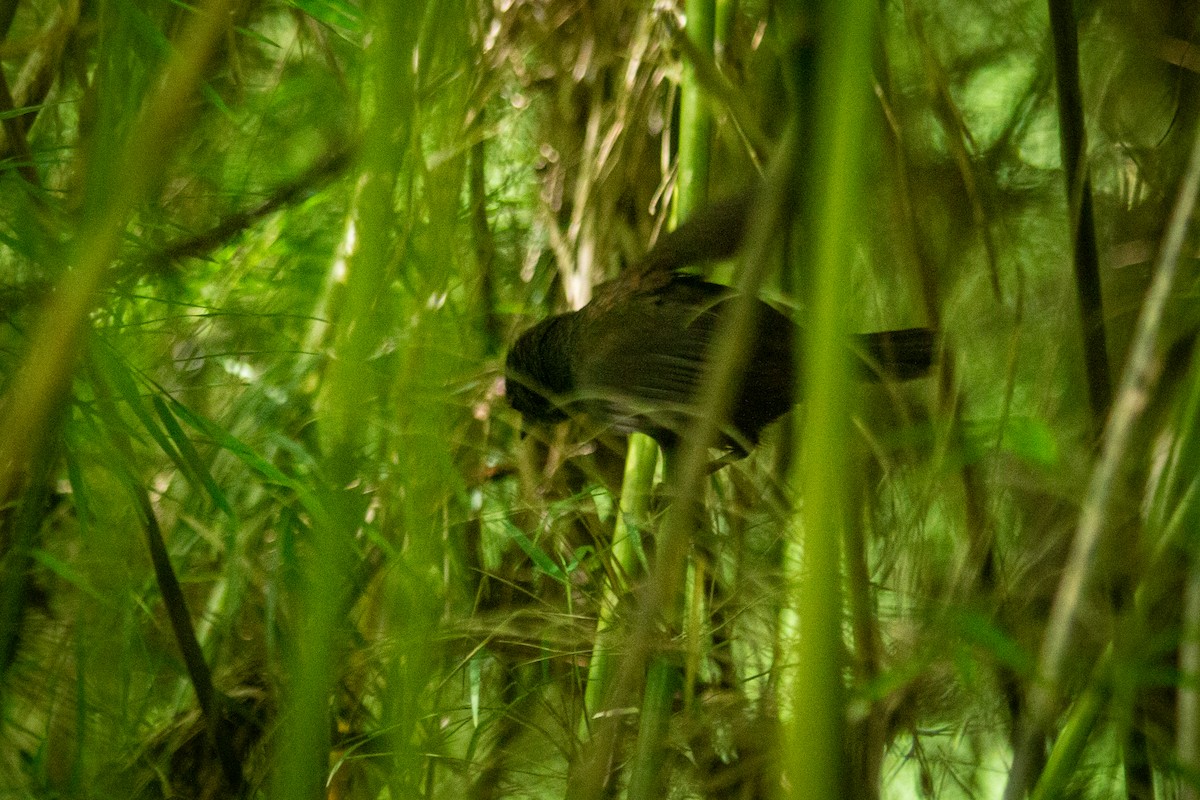 Caracas Tapaculo - ML609732749