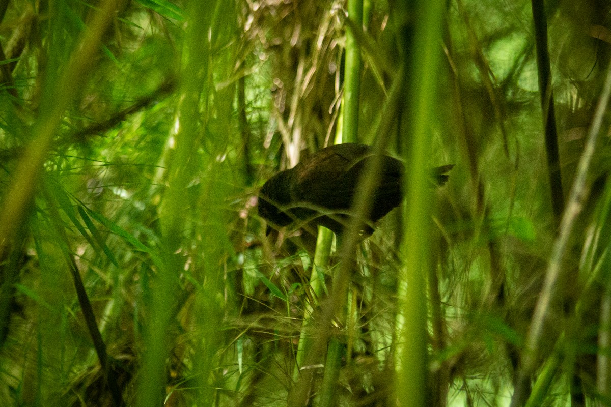 Caracas Tapaculo - ML609732751