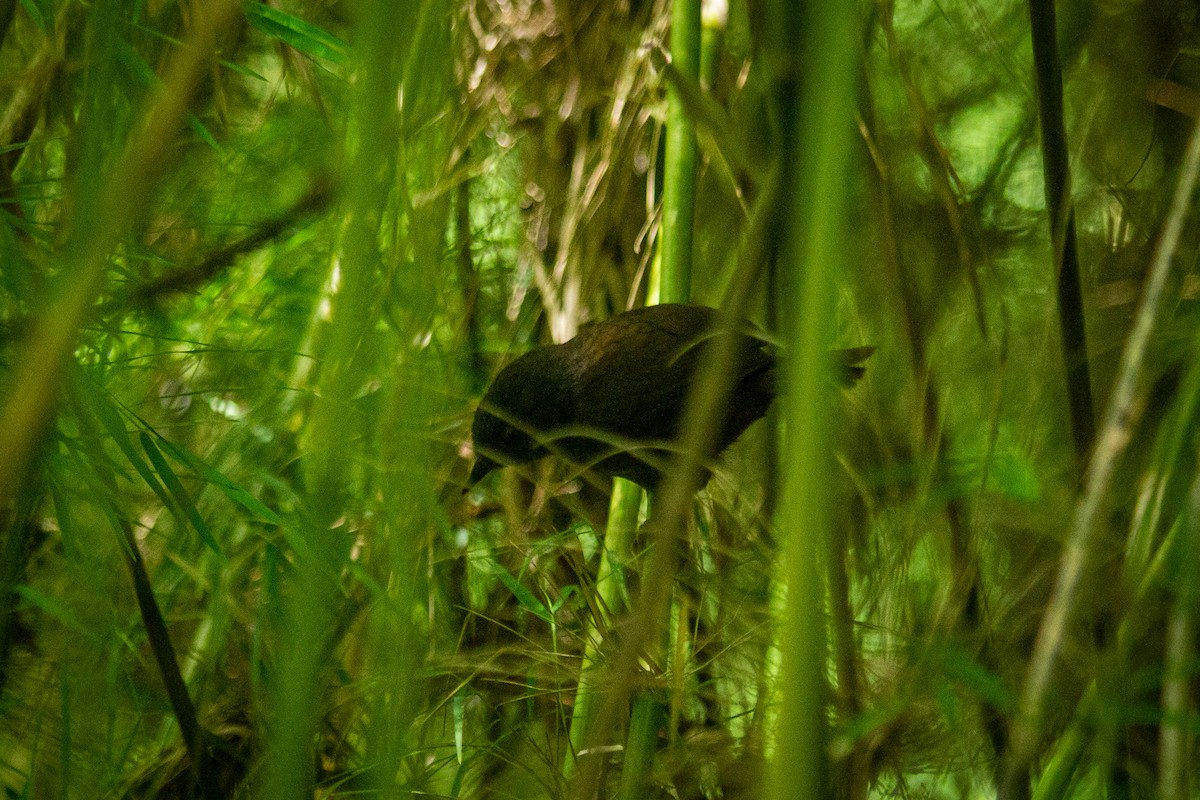 Caracas Tapaculo - Francisco Russo