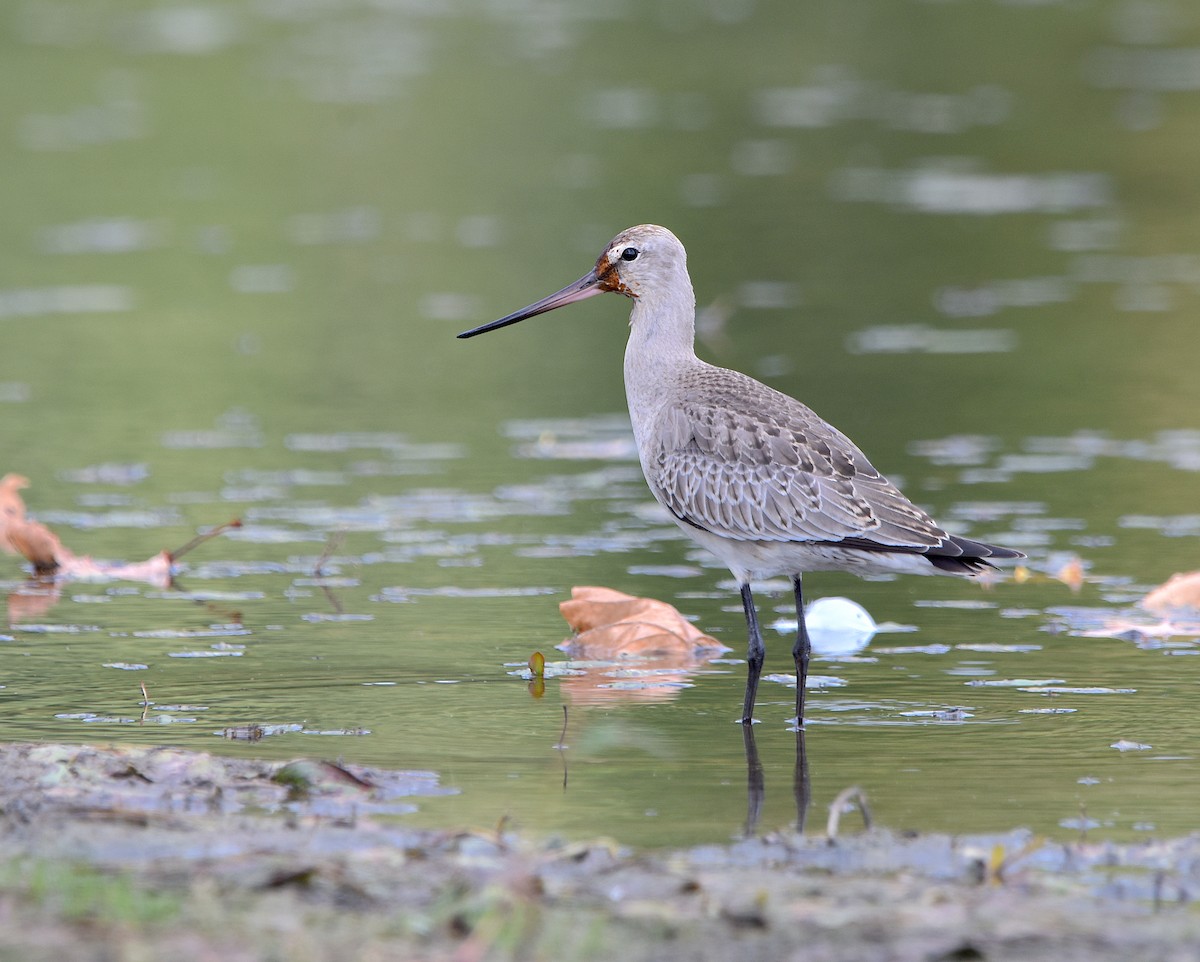 Hudsonian Godwit - ML609732781