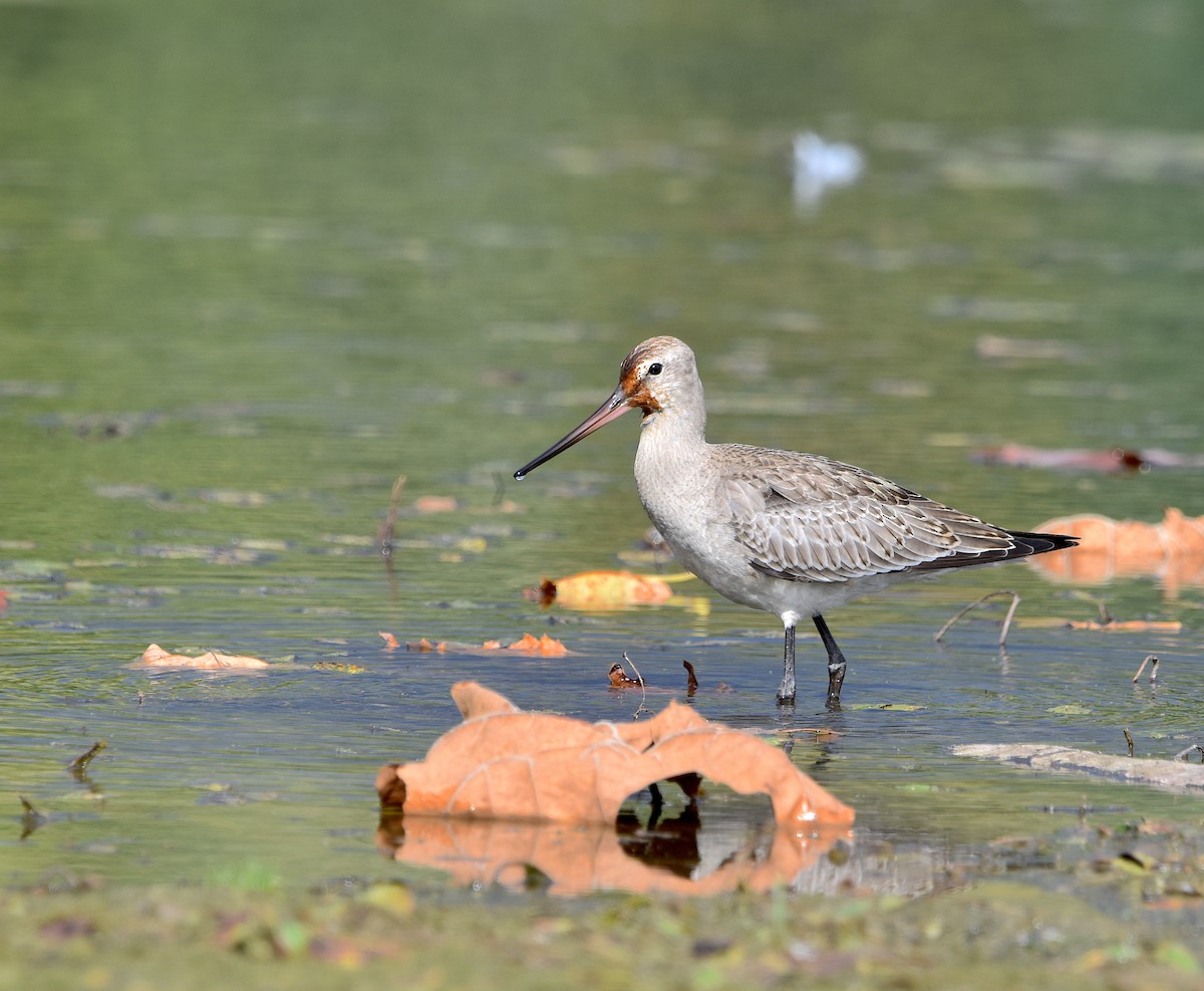 Hudsonian Godwit - ML609732792