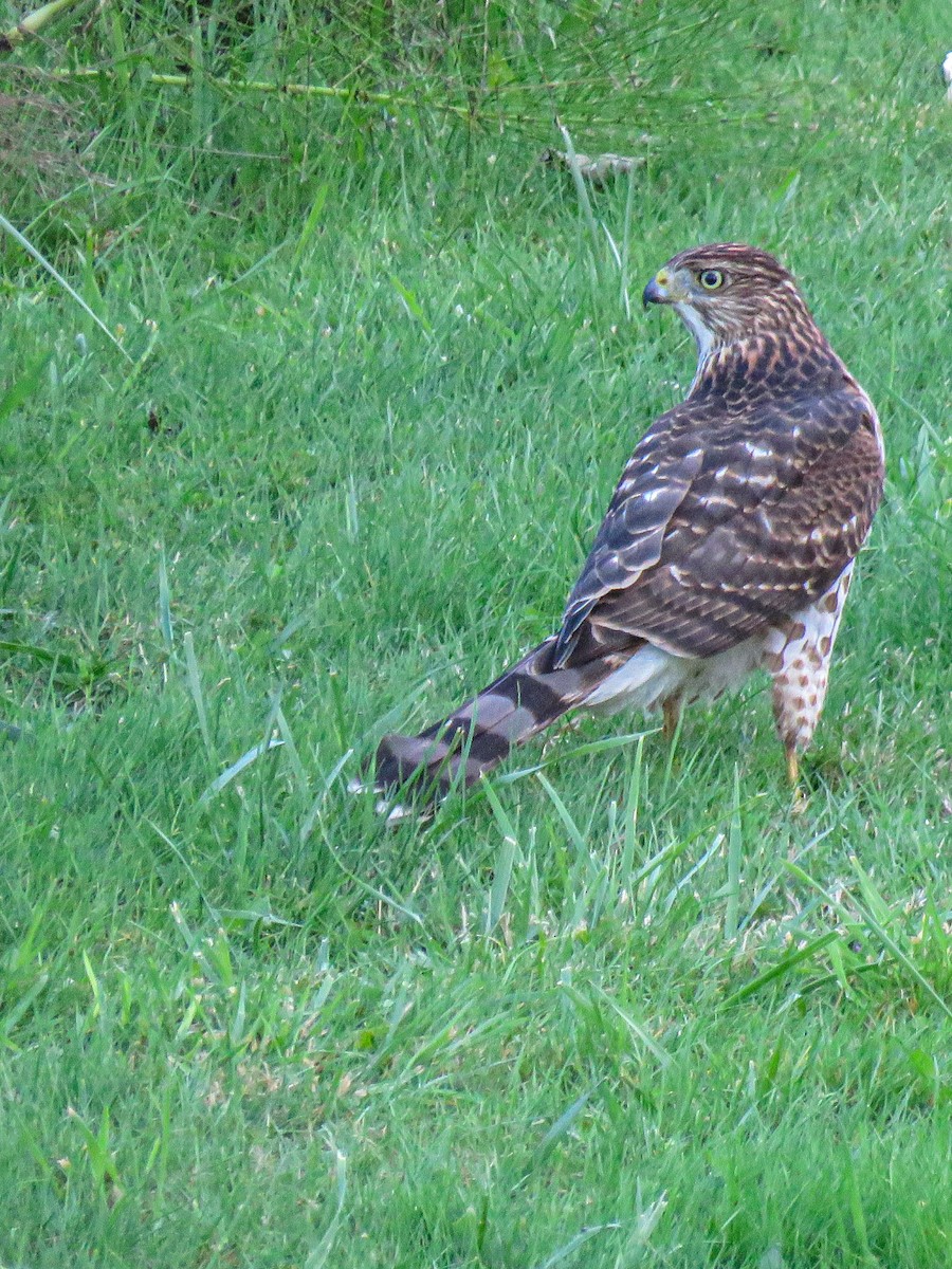 Cooper's Hawk - ML609732896