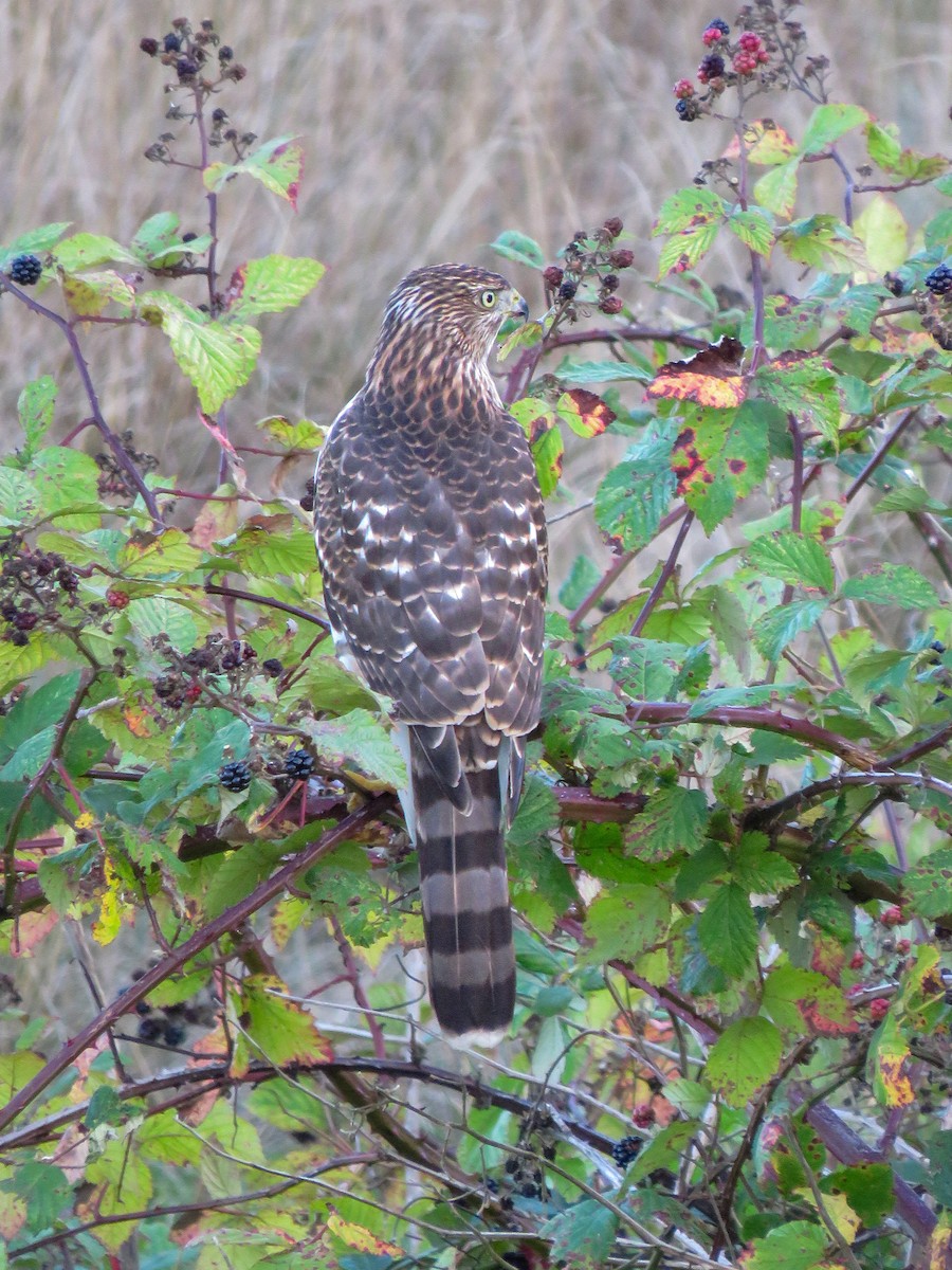 Cooper's Hawk - ML609732897