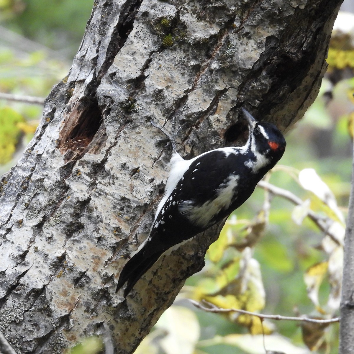 Hairy Woodpecker - Lalla Pudewell