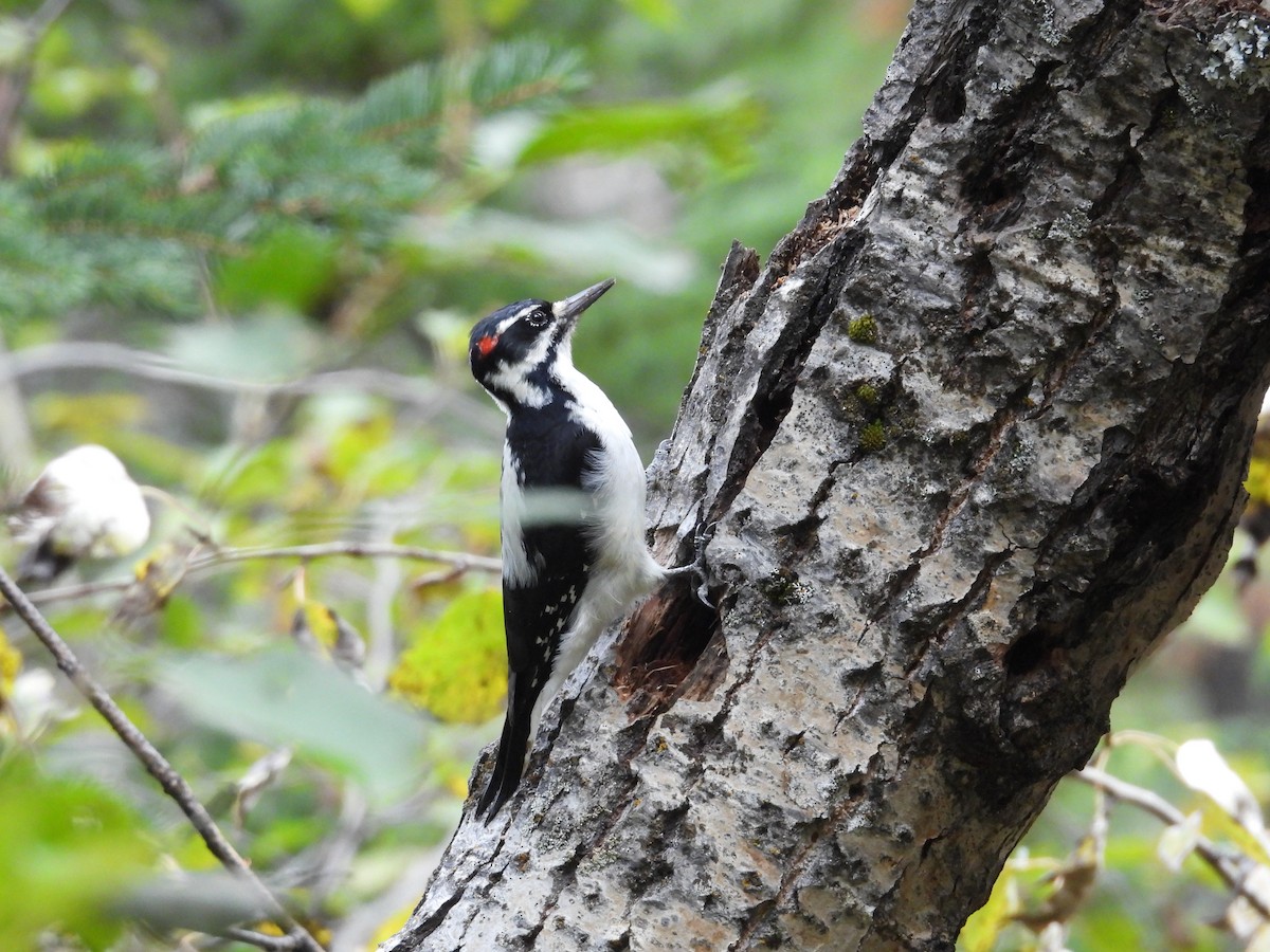 Hairy Woodpecker - ML609732900