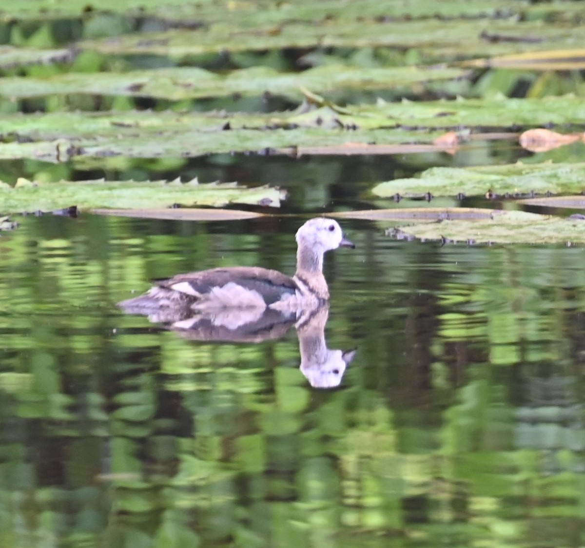 Cotton Pygmy-Goose - ML609732914