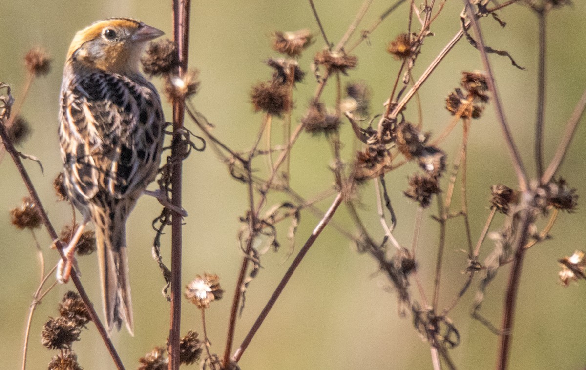 LeConte's Sparrow - ML609732925