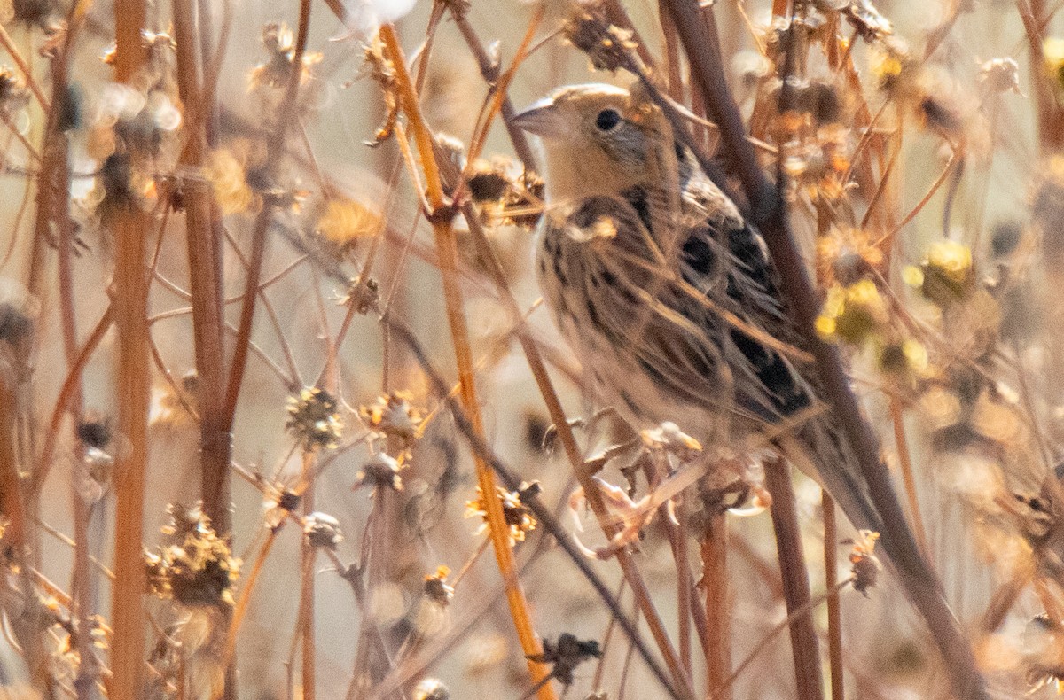 LeConte's Sparrow - ML609732928