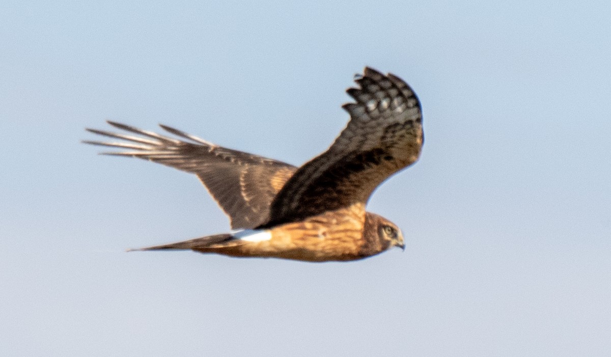Northern Harrier - ML609732932