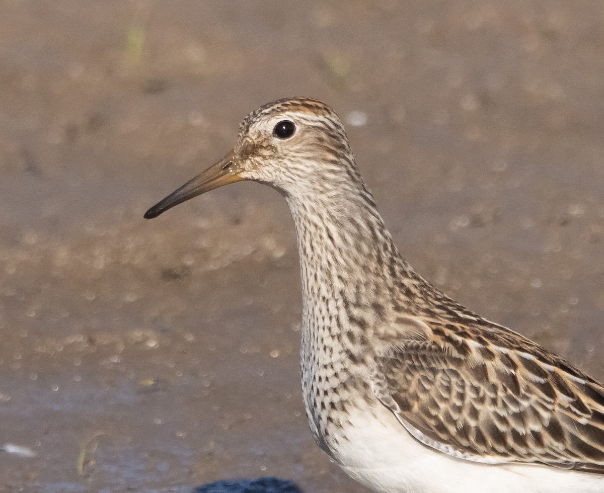 Pectoral Sandpiper - ML609732965