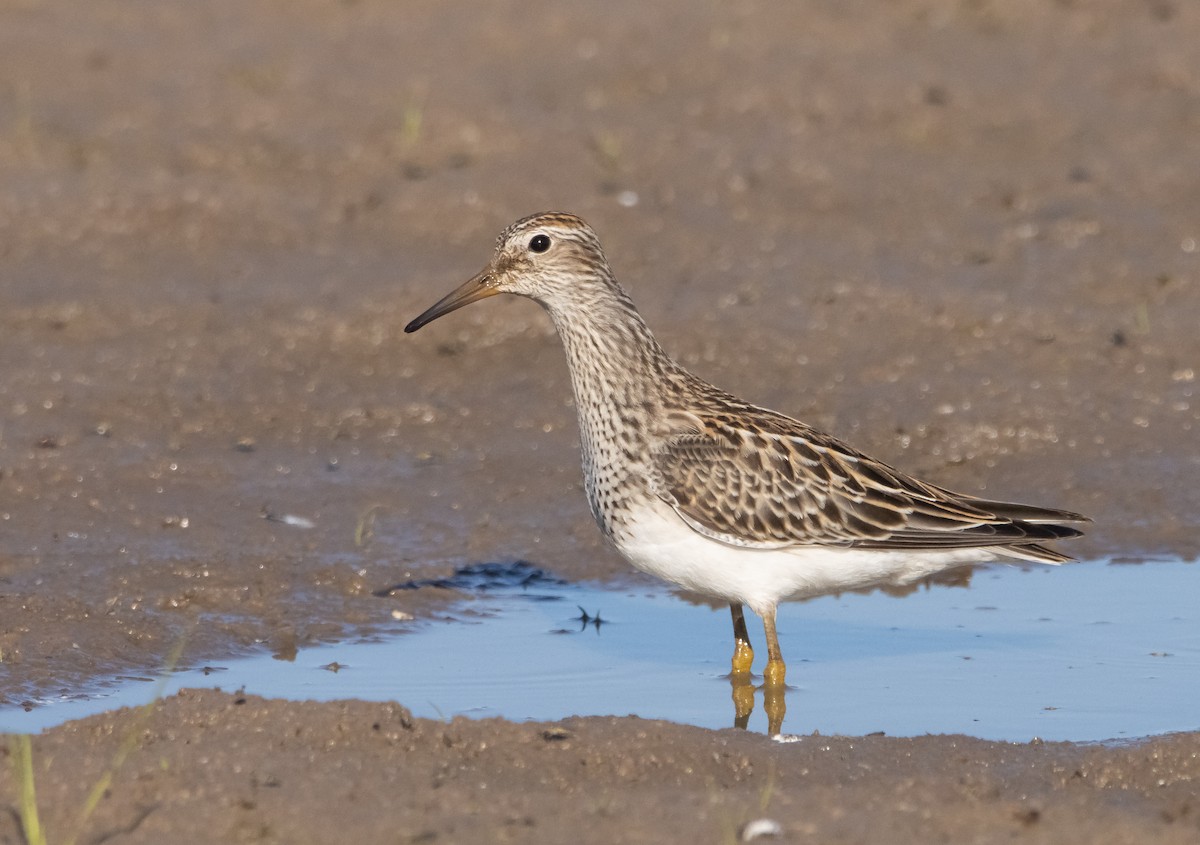 Pectoral Sandpiper - ML609732973