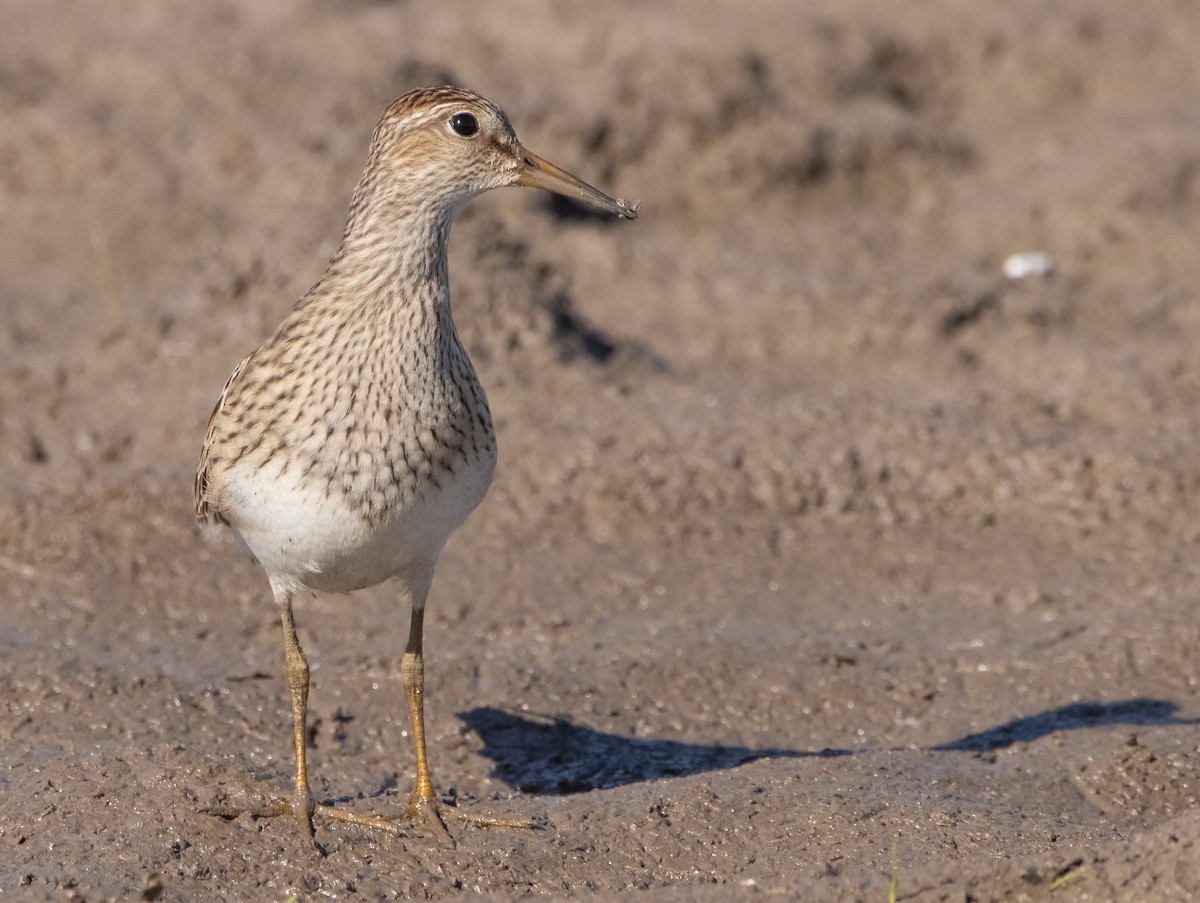 Pectoral Sandpiper - ML609732976