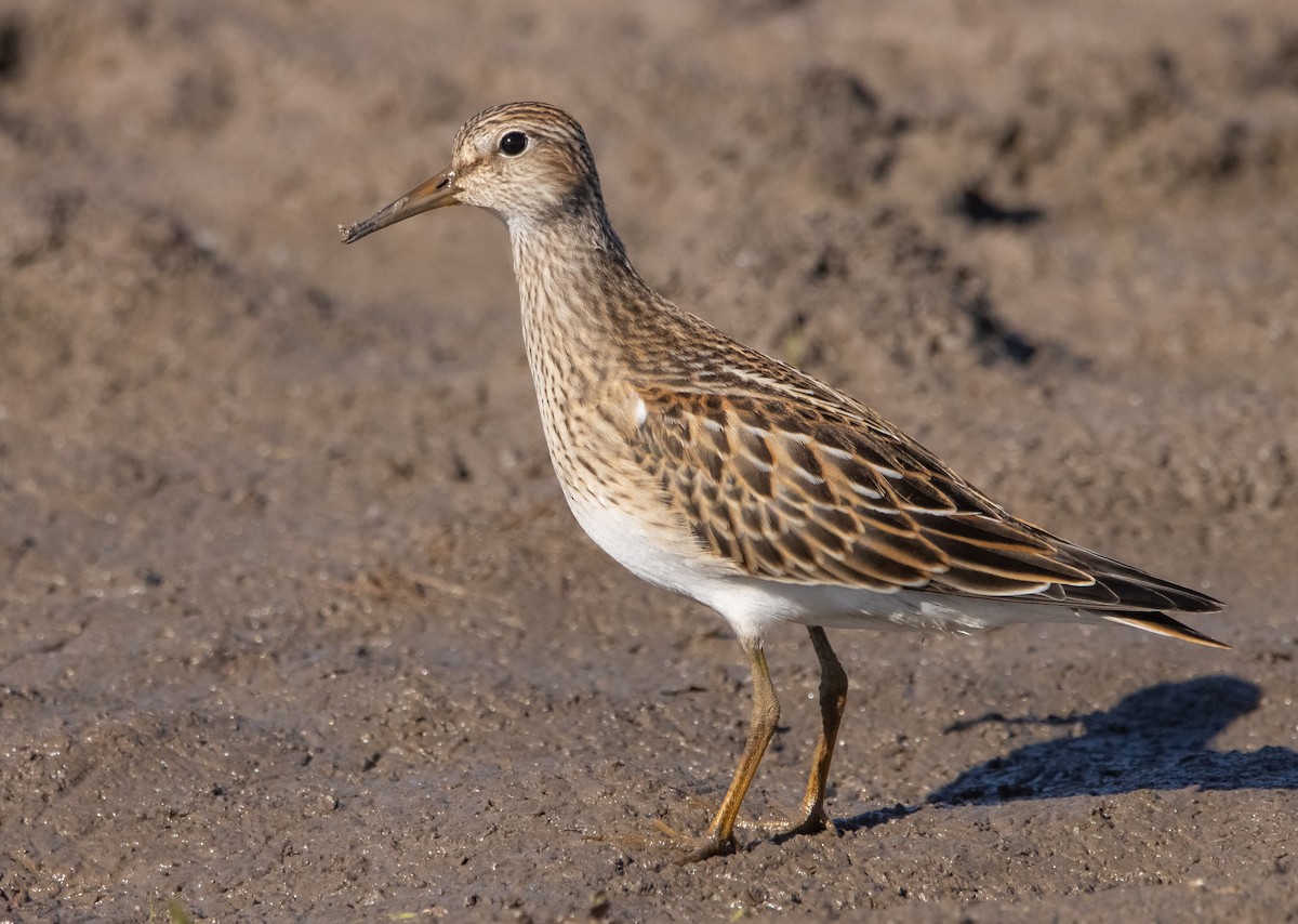 Pectoral Sandpiper - ML609732978