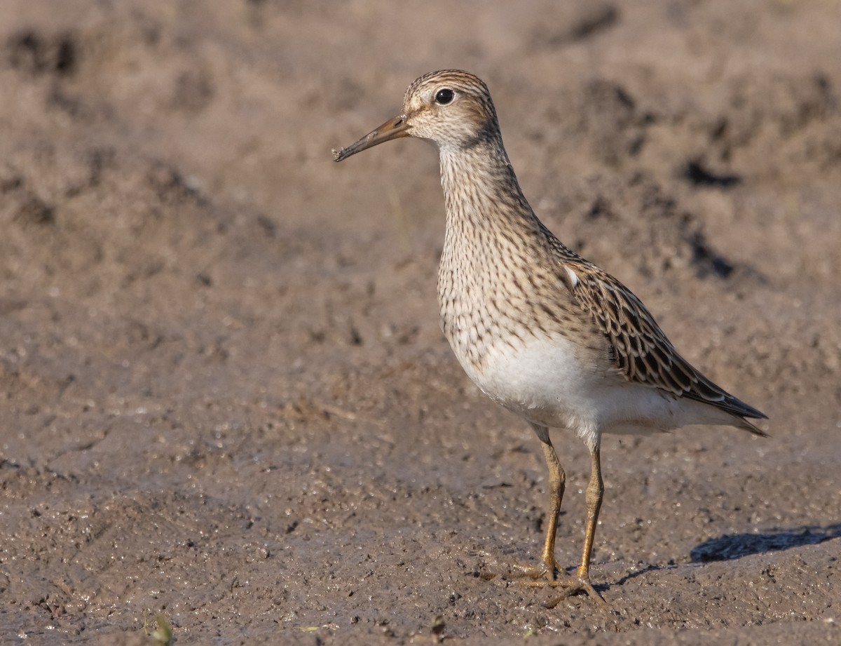 Pectoral Sandpiper - ML609732979