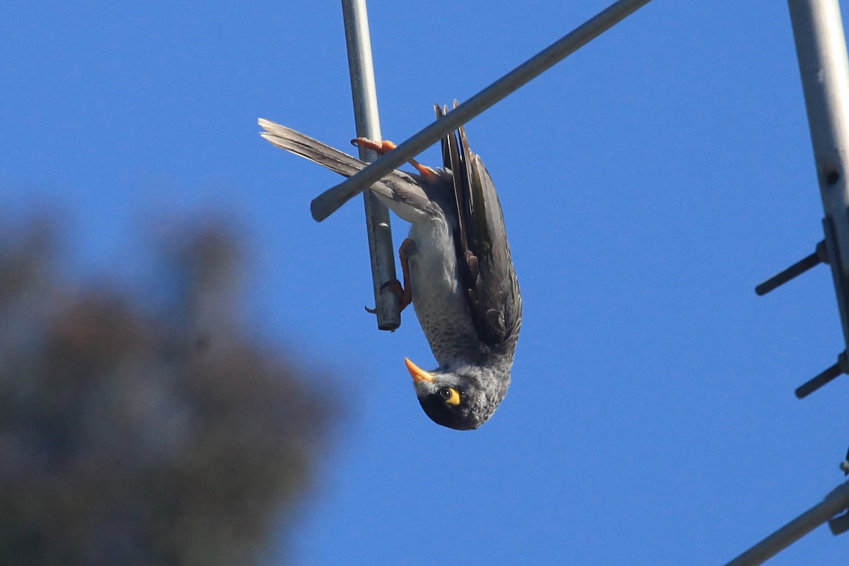 Noisy Miner - ML609733061