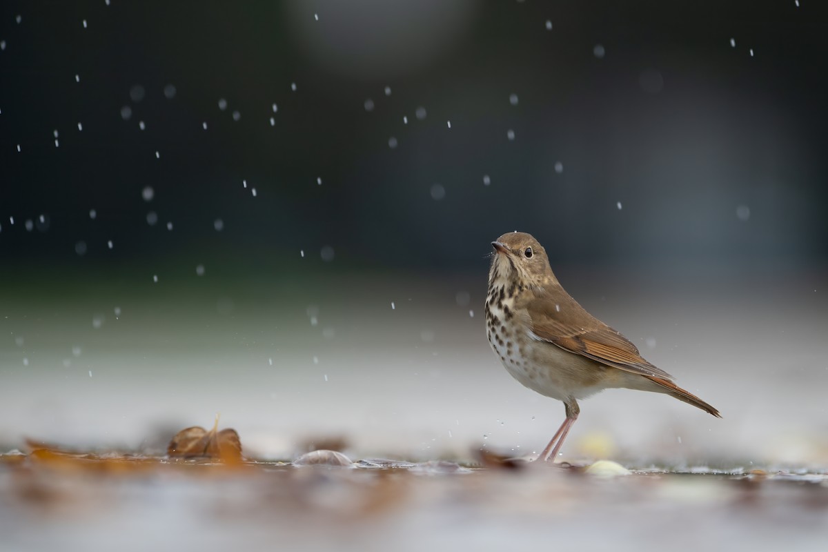 Hermit Thrush - ML609733104