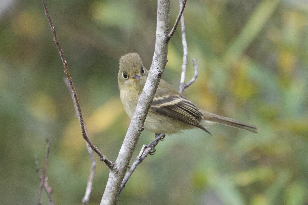 Western Flycatcher (Pacific-slope) - ML609733209