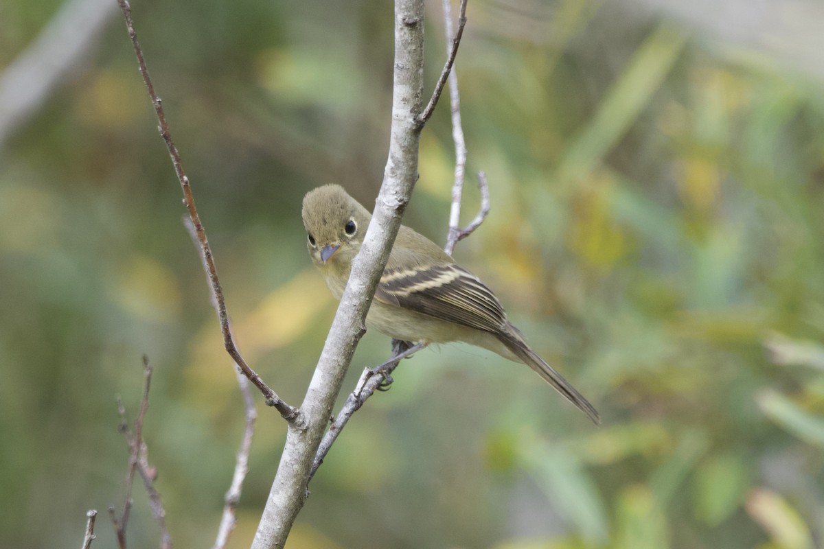 Western Flycatcher (Pacific-slope) - ML609733212