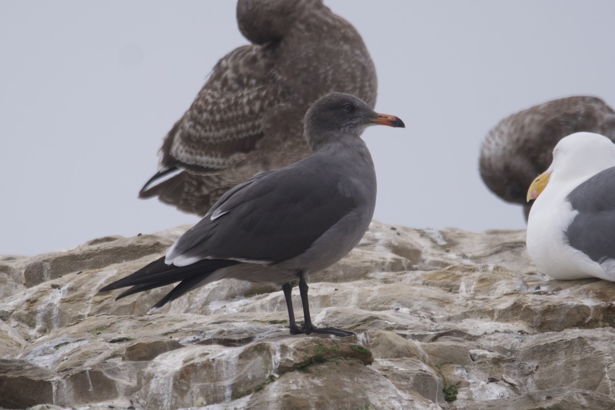 Heermann's Gull - ML609733275