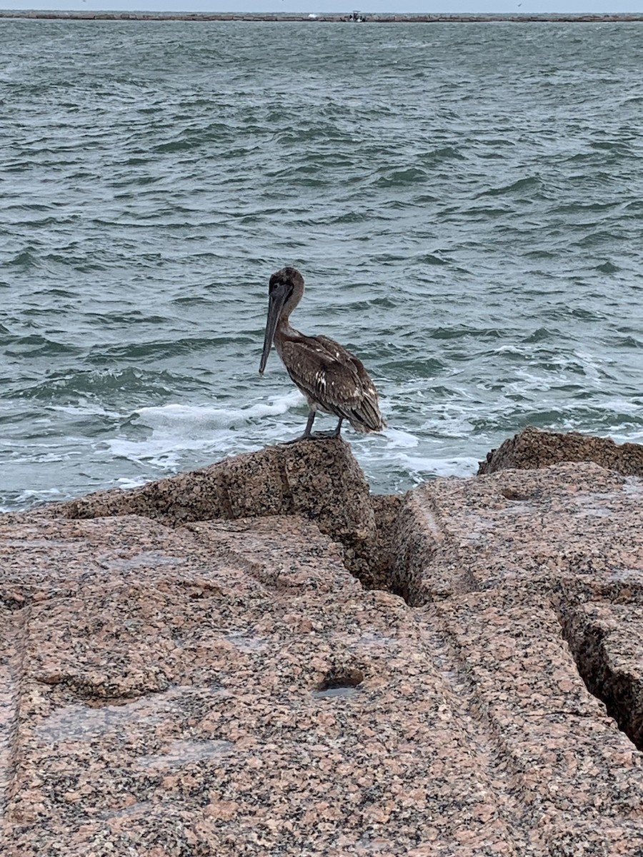 Brown Pelican - ML609733286