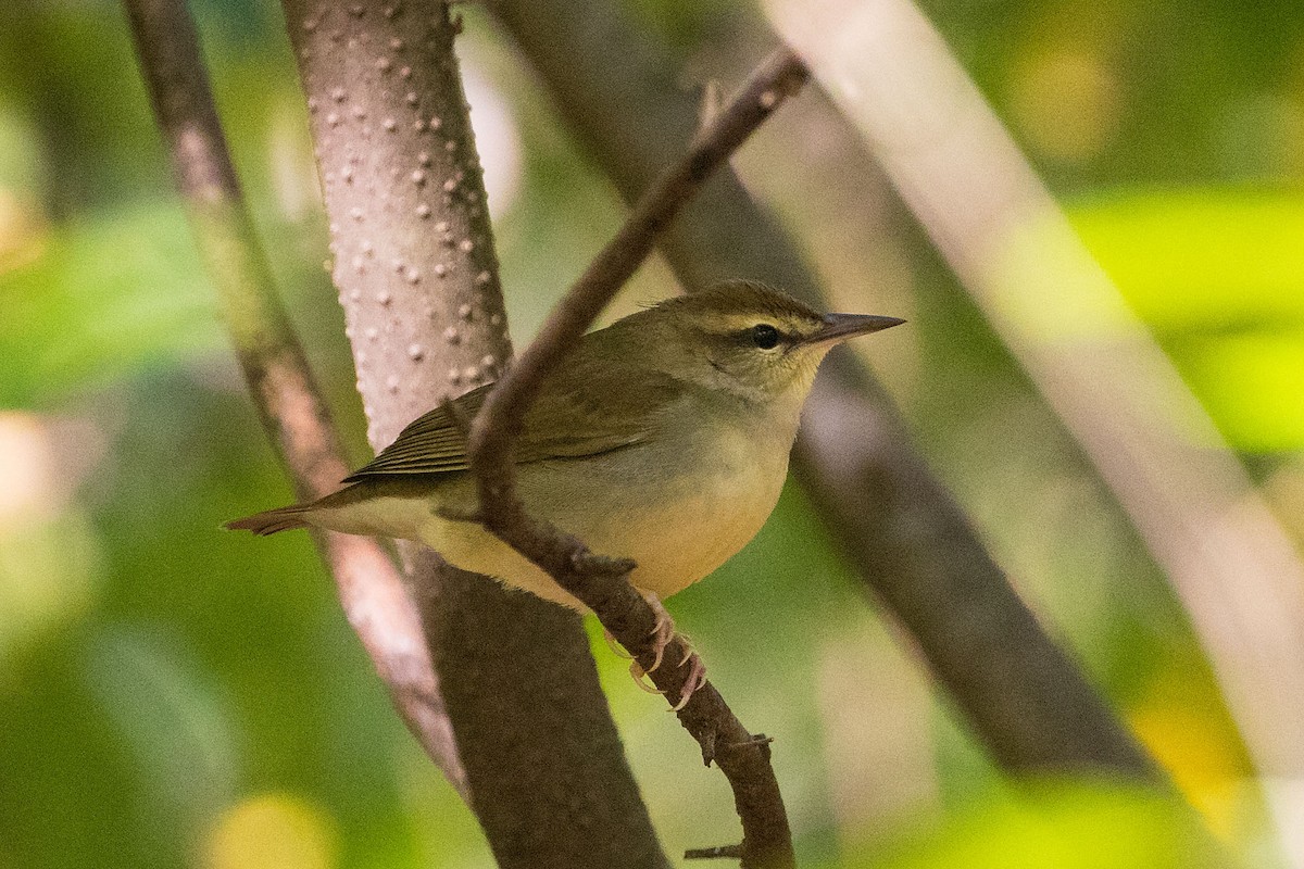 Swainson's Warbler - ML609733319