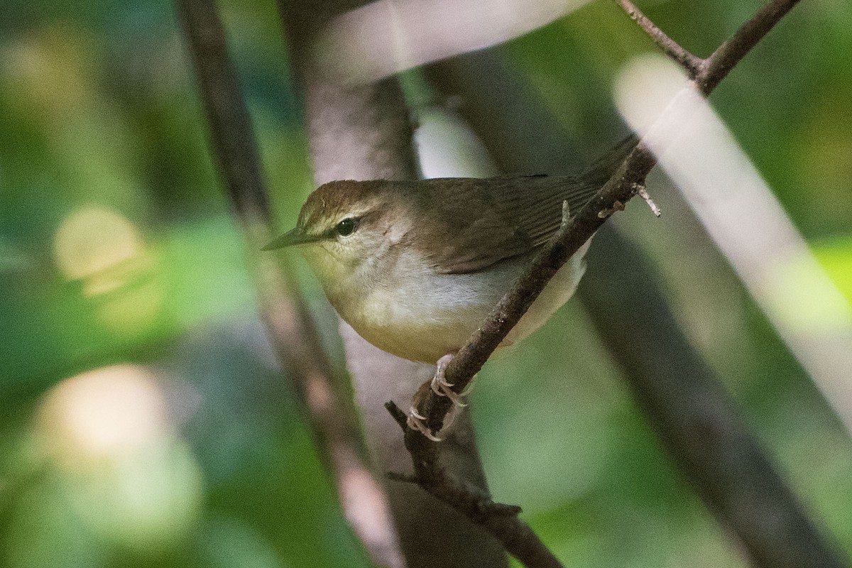 Swainson's Warbler - ML609733320