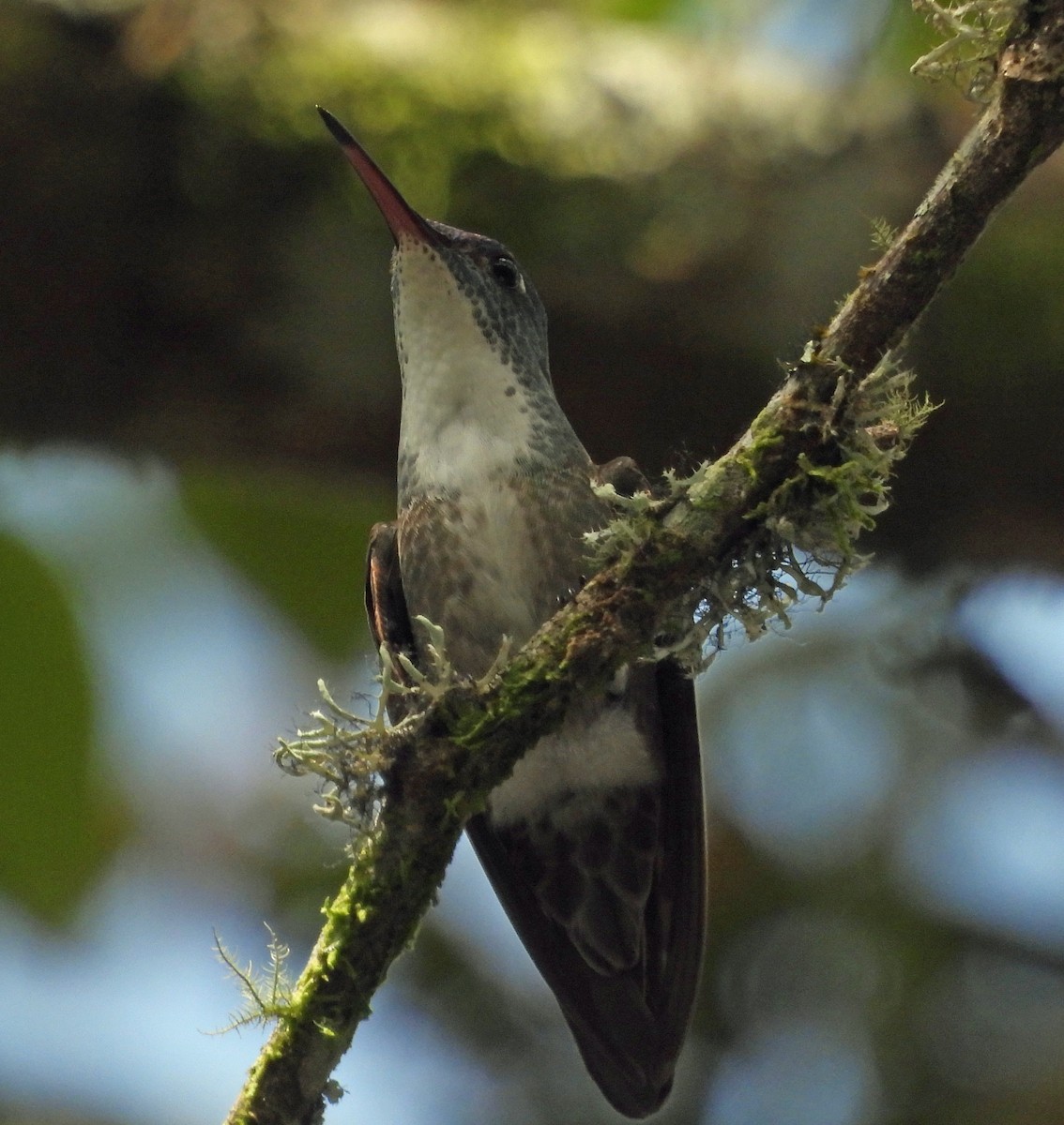 kolibřík azurovotemenný - ML609733331