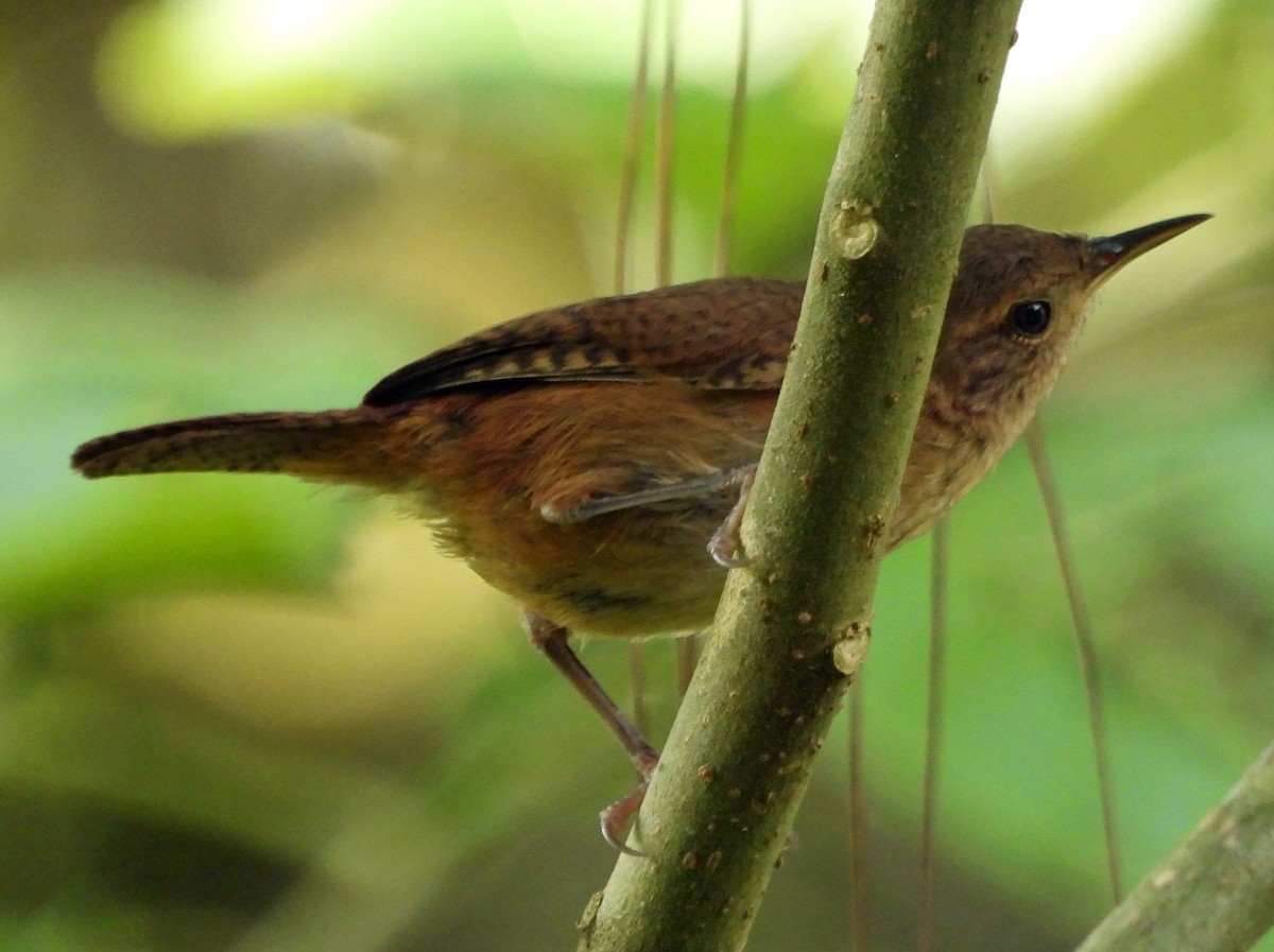 House Wren - ML609733338