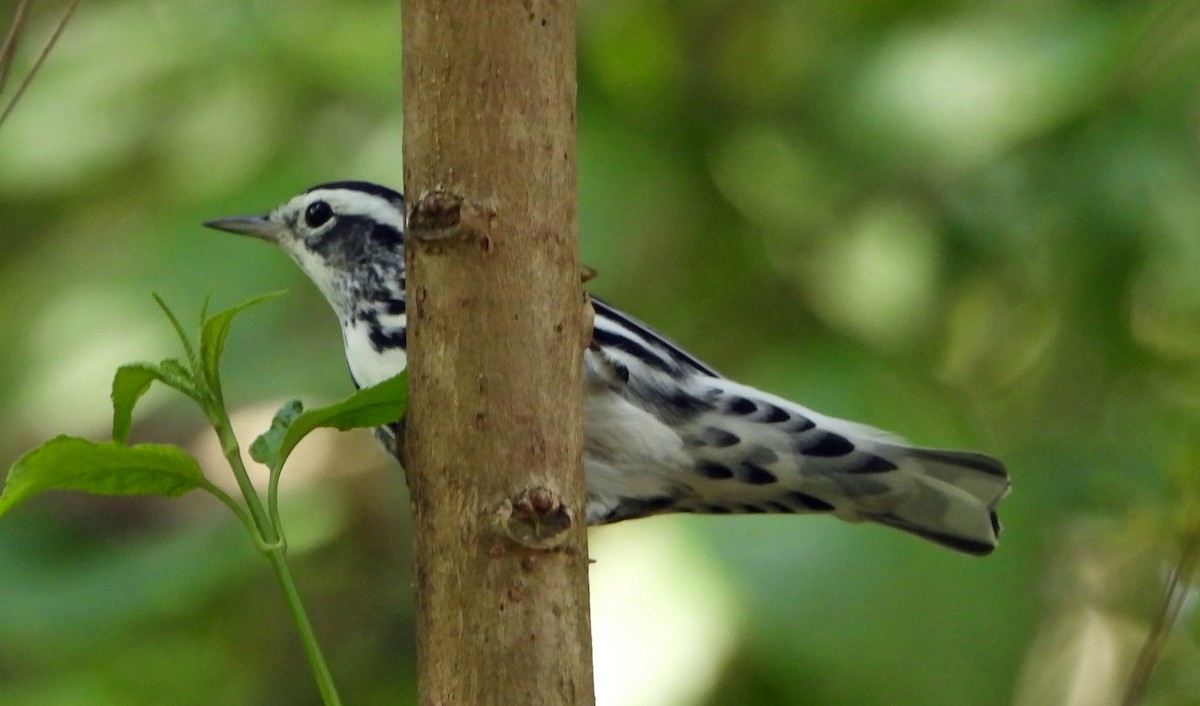 Black-and-white Warbler - ML609733365