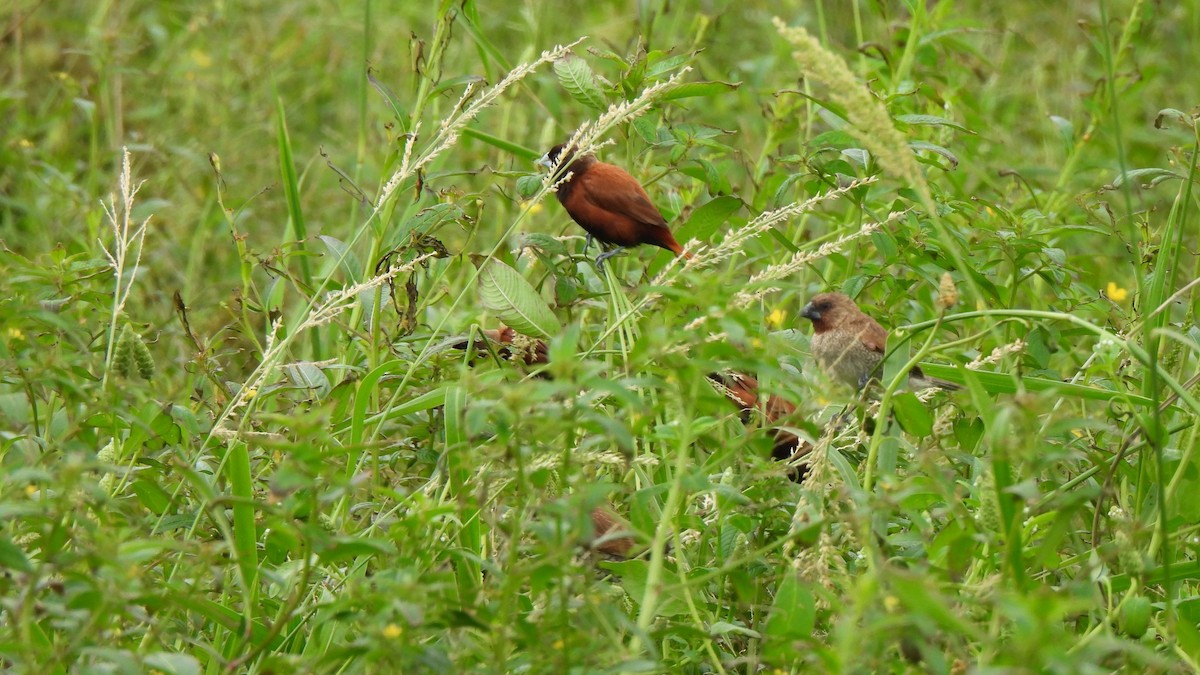 Chestnut Munia - ML609733429