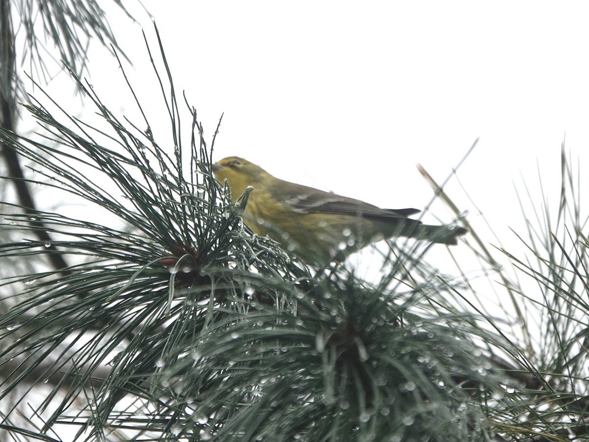 סבכון אורנים - ML609733438